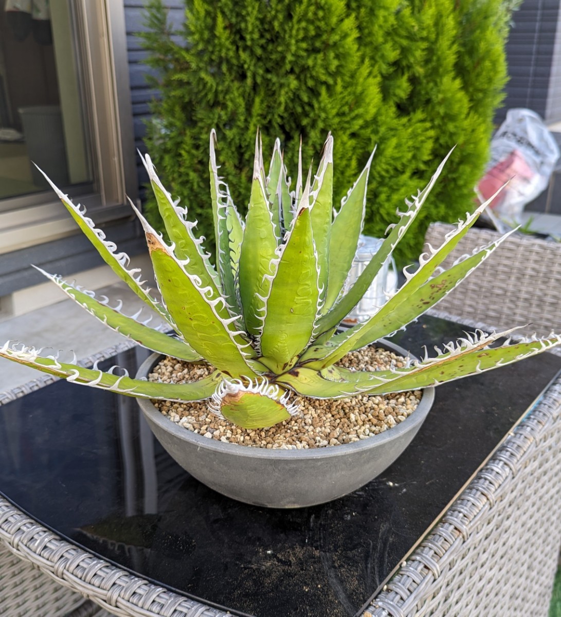成長記録胴切りホリダ(天)・胴切り～発根まで KAI plants アガベ