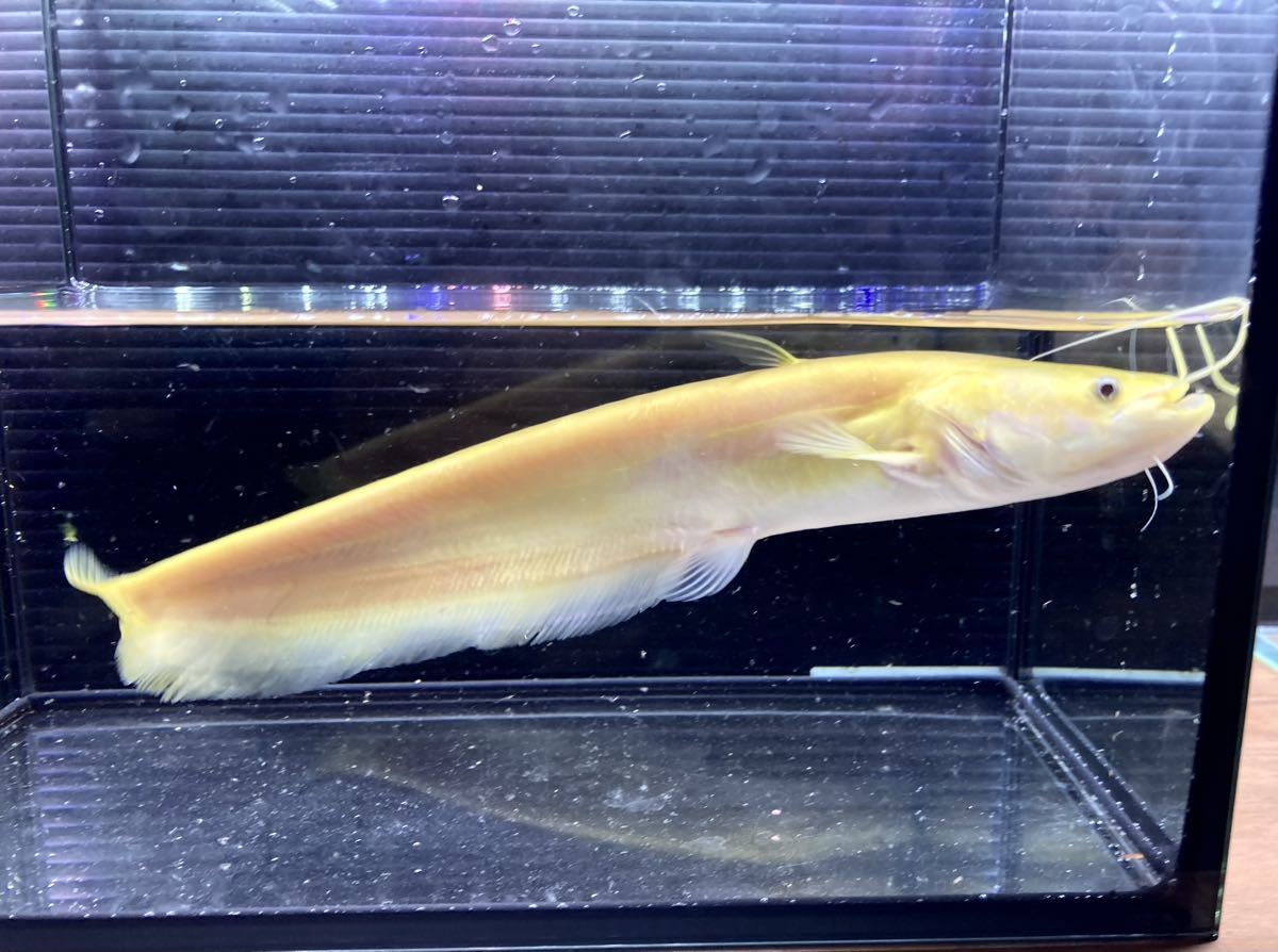 レア！F14【BILLY-KEN】中国大口ナマズ　アルビノ個体　２３－２４cm　写真は同ロット個体　死着保証あり！