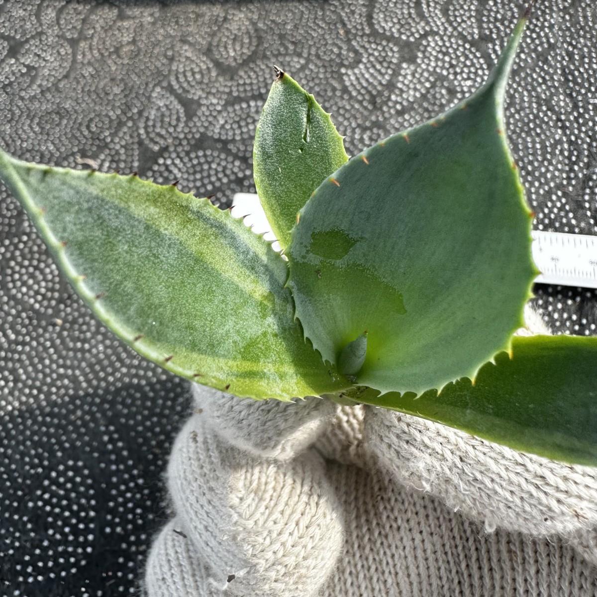 R31 オバティフォリア　オルカ 稀少株 アガベ　多肉植物