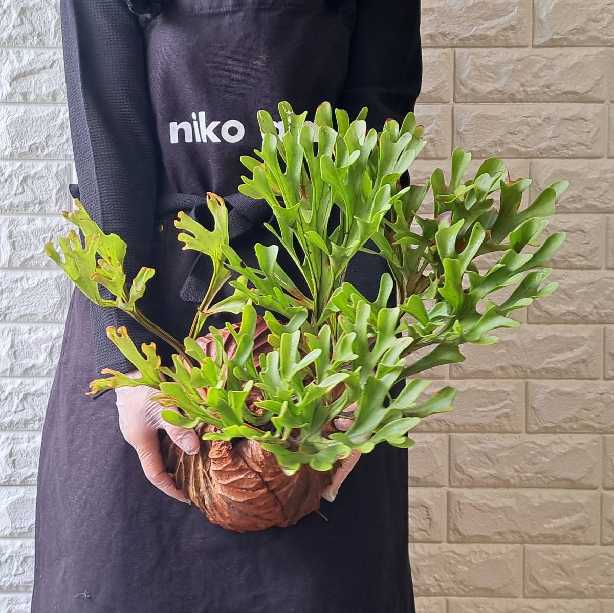 ☆1円スタート☆130L ビカクシダ 植物（大株）☆Platycerium ridleyi (プラティケリウム リドレイ)Center Borneo Wild/麋角羊歯