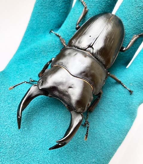 【DRIP】　能勢YGオオクワガタ　♂84.6ｍｍ＋♀53.1ｍｍ　同腹ペア　新成虫