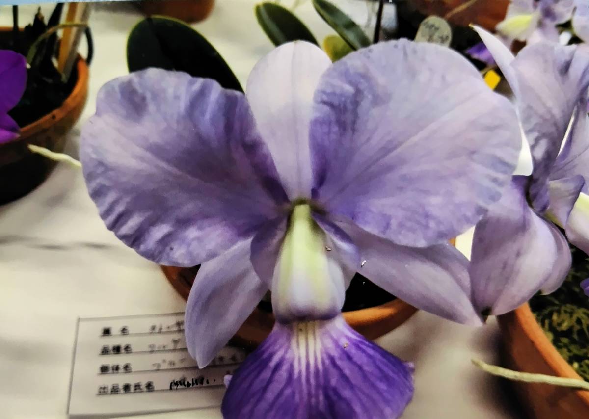 鉢植え 即決 原種 洋蘭 カトレア c.walkeriana Tomarropue オリジナル株