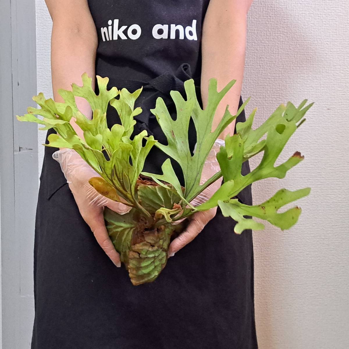ビカクシダ Platycerium | ridleyi ⁄ (トーキョープランツ)｜希少 
