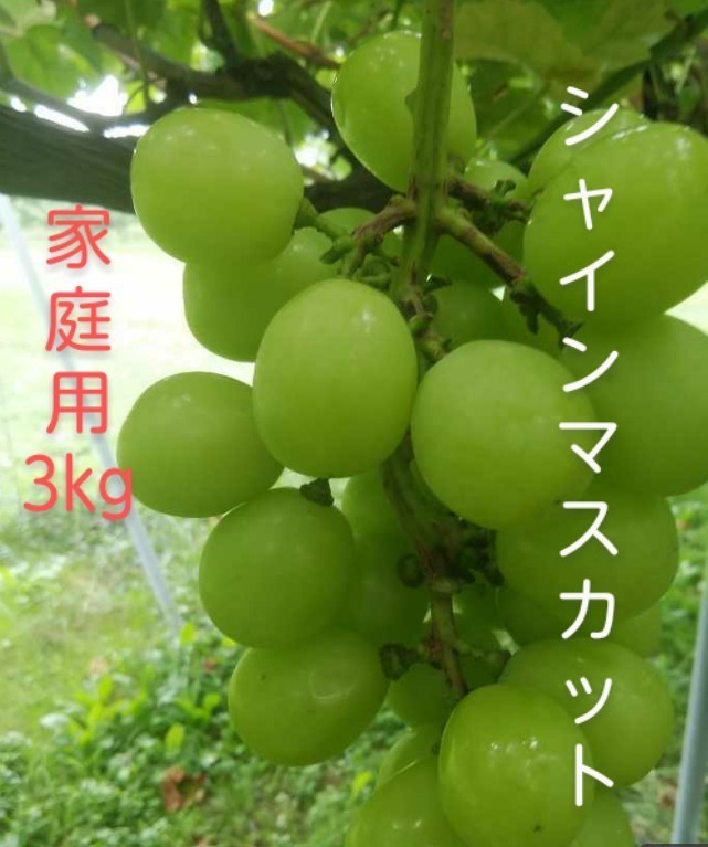 農家直送 福島県桑折町産シャインマスカット ぶどうの重さだけで3kg以上 訳あり品 常温発送