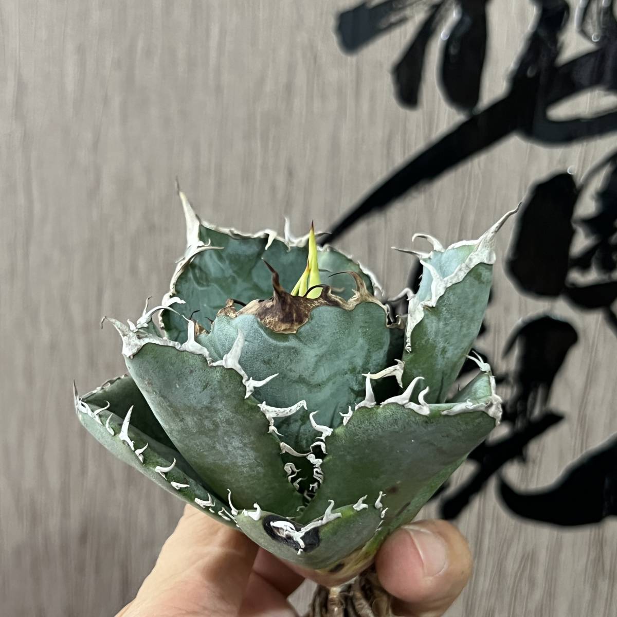 【龍園觀】No.221 特選 アガベ 多肉植物 チタノタ 白鯨 強棘 極上株