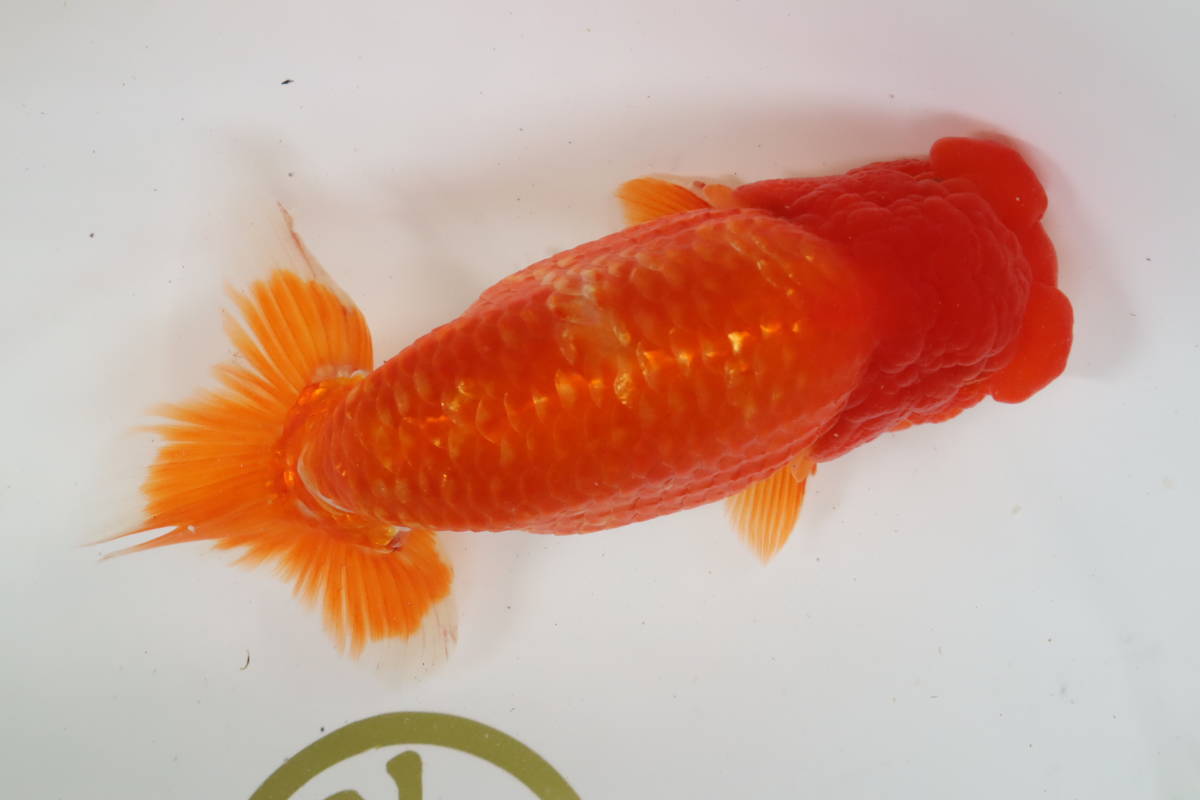 丸長 ① 極上種魚、観賞魚！【 静岡県　東部　有名ブリーダー作出魚！ 】二歳魚　19㎝！ メス！　