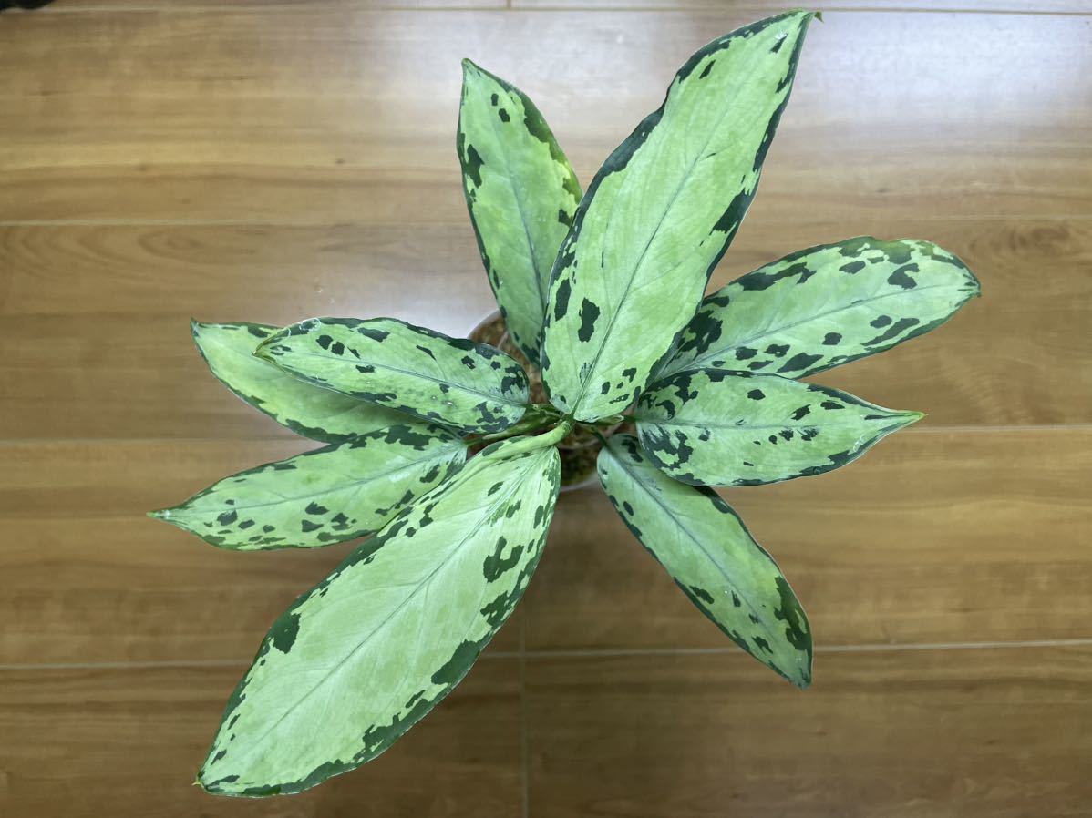 アグラオネマ AND : Aglaonema pictum 観葉植物の通販 PLANTS (アンド