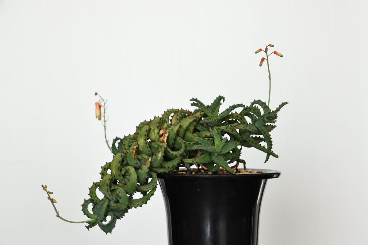 アロエ・カスティロニアエ(Aloe castilloniae)多肉植物 コーデックス