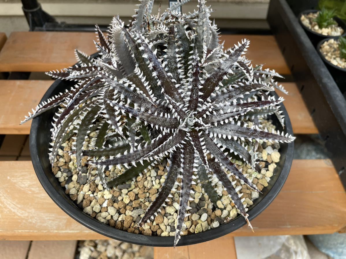 Dyckia Sun Bear × Tooth and Nail ディッキア　サンベアー　× トゥースアンドネイル