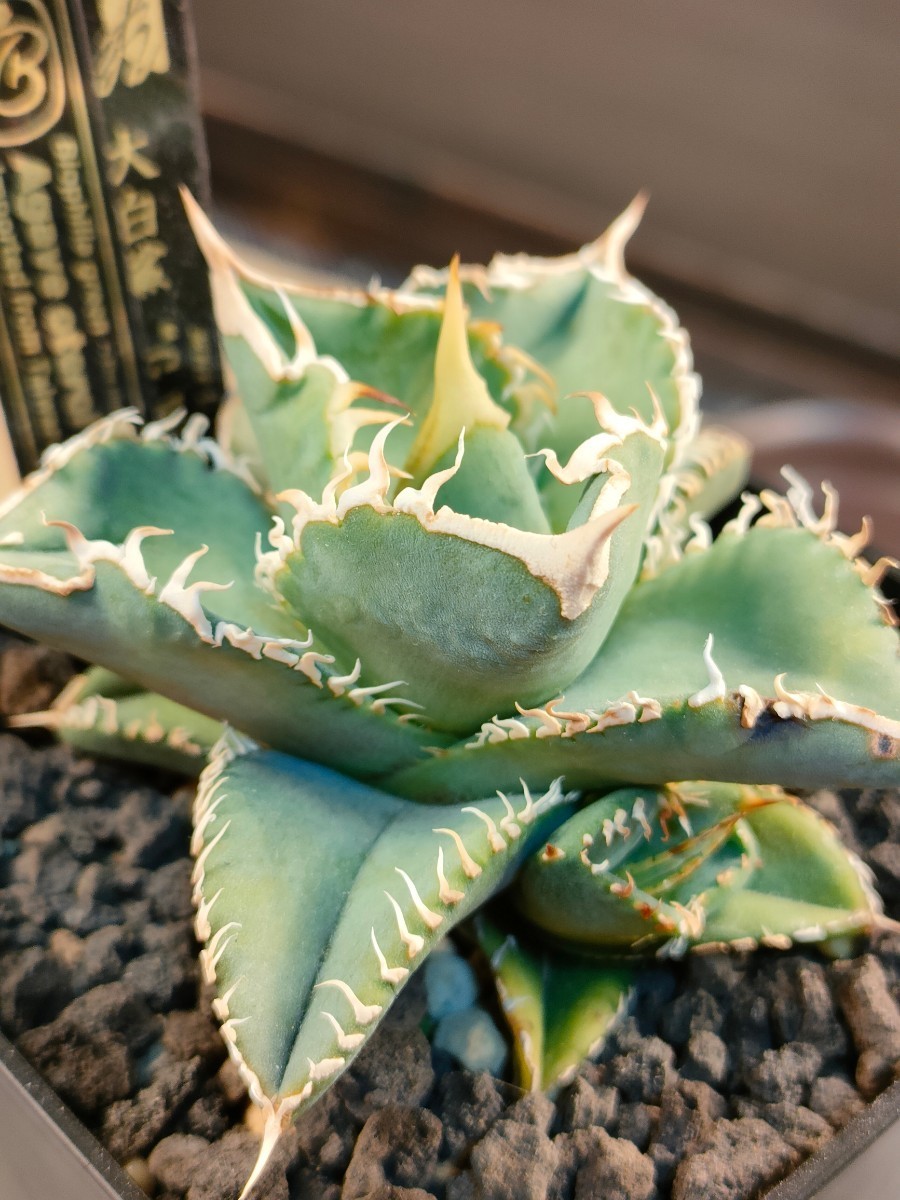 アガベ チタノタ 白嵐 子株 【公式通販】