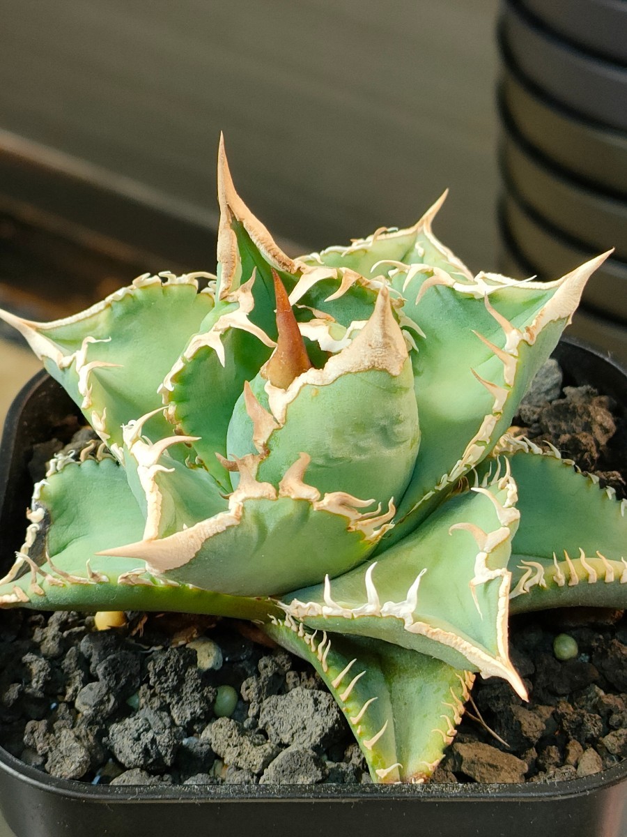 hiiro 小さめ 稀少 アガベ 大白鯊 子株 agave titanota 検 チタノタ 