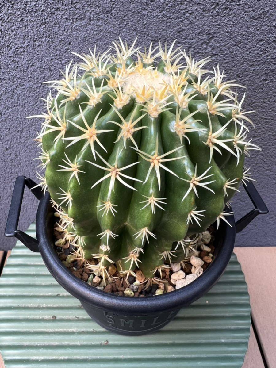 鷲爪金鯱 胴切り株 鷲爪金鯱 中株 サボテン 二頭立ち