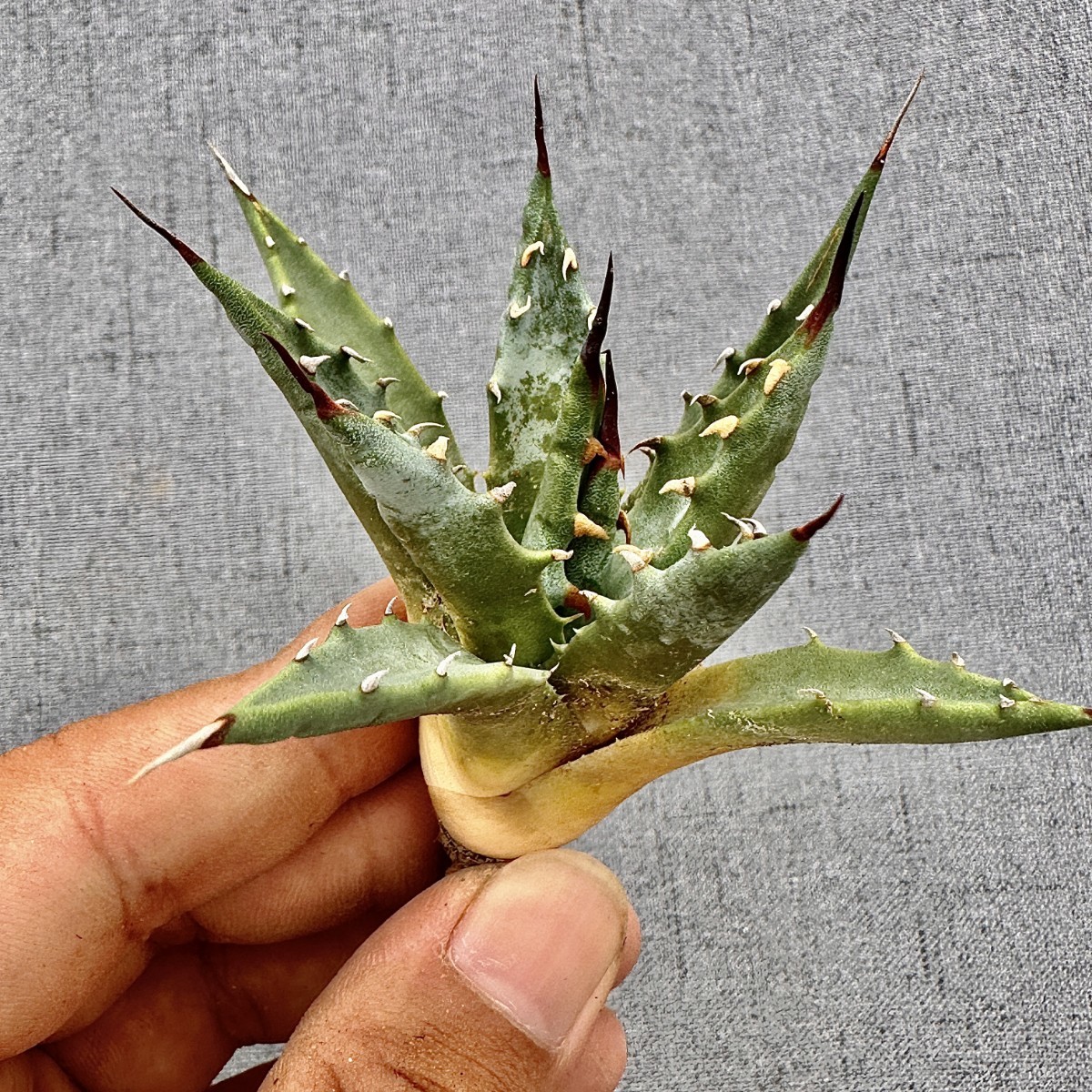 HE23貴重な希少種 多肉植物 アガベ ユタエンシス エボリスピナの 極上