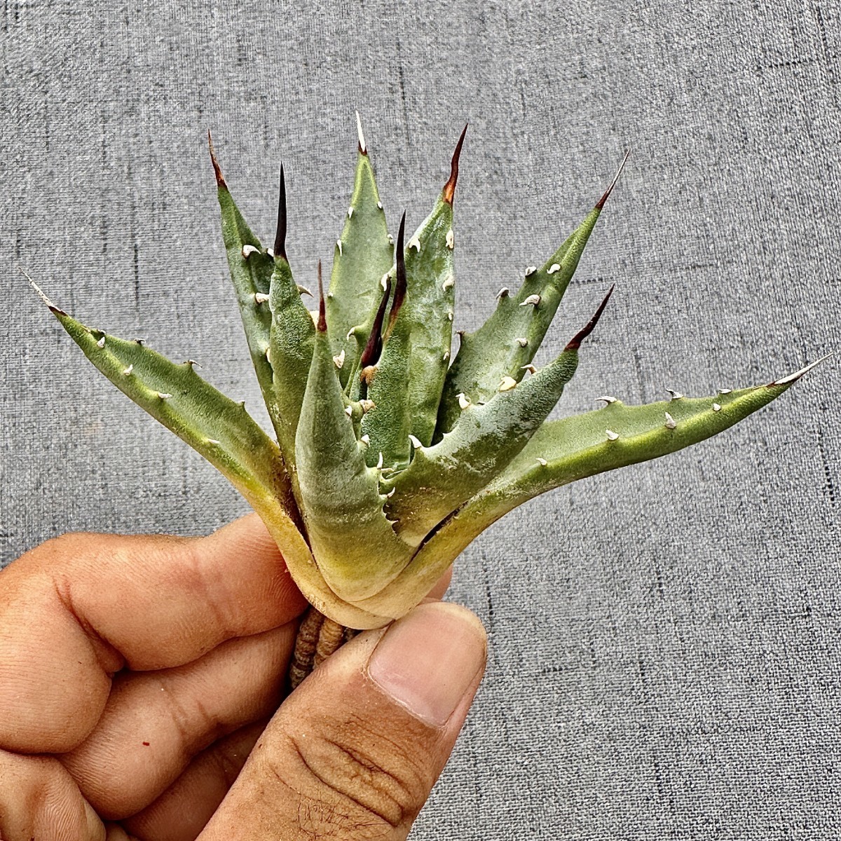HE23貴重な希少種 多肉植物 アガベ ユタエンシス エボリスピナの 極上