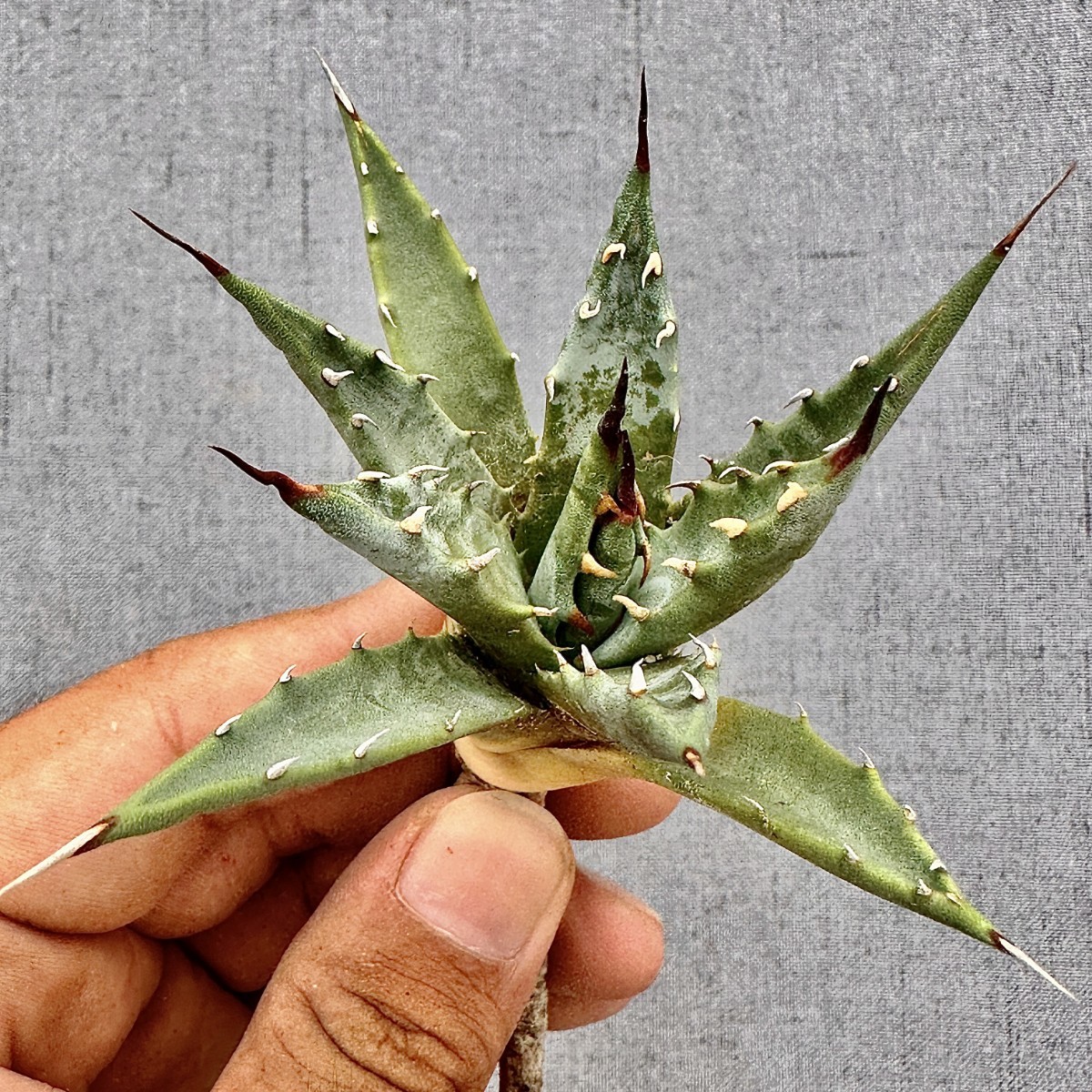 HE23貴重な希少種 多肉植物 アガベ ユタエンシス エボリスピナの 極上