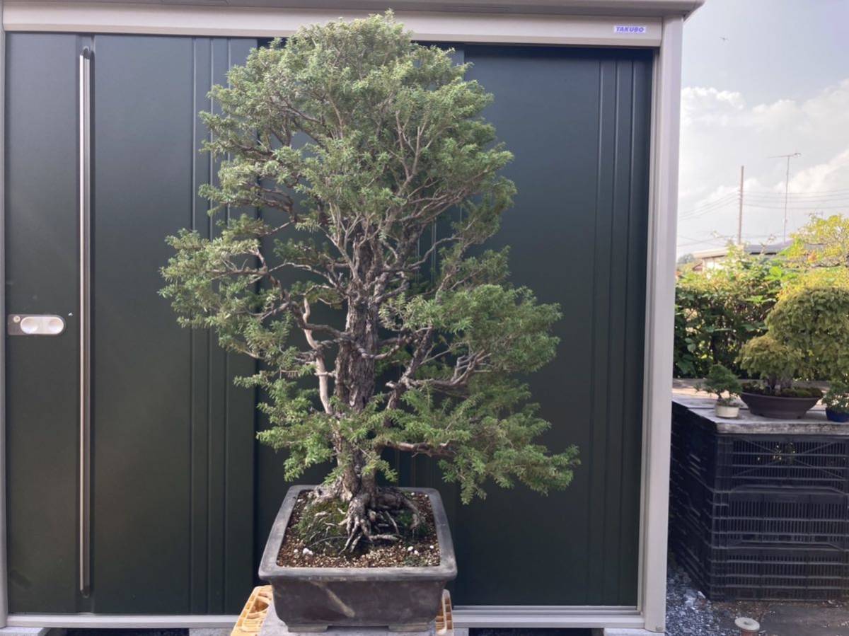 米栂 盆栽 引き取り限定 埼玉