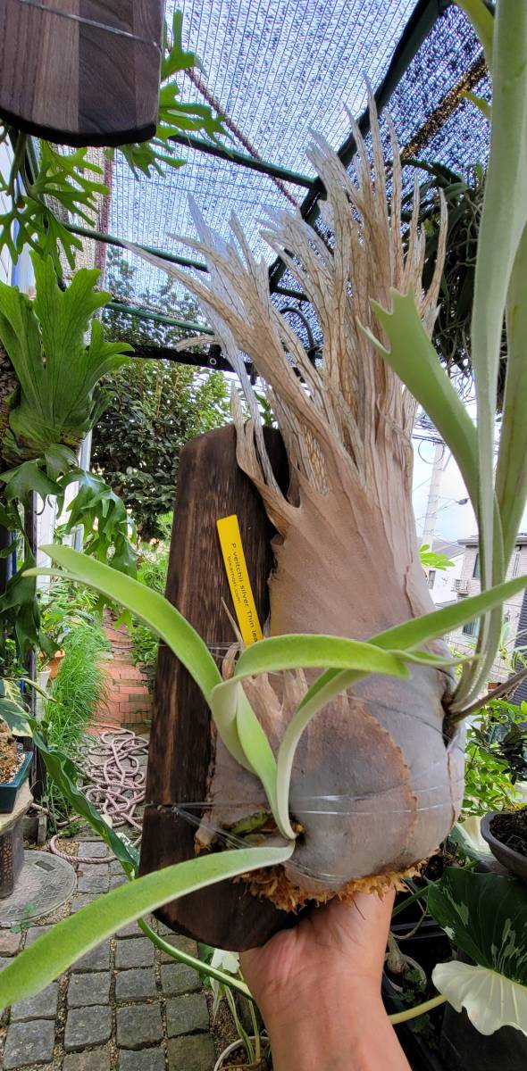 ビカクシダP. veitchii No Shield Dwarf PUP 子株 ビカクシダP. veitchii No Shield Dwarf PUP 子株