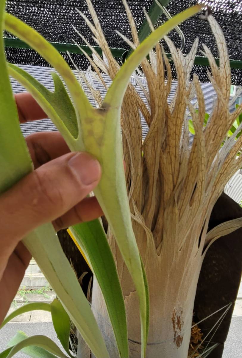 ビカクシダP. veitchii No Shield Dwarf PUP 子株