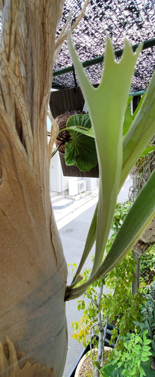 ビカクシダP. veitchii No Shield Dwarf PUP 子株