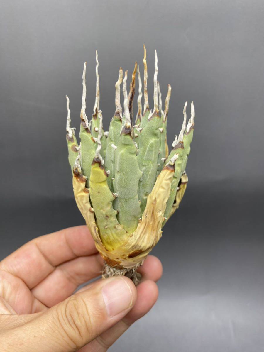 極美品‼️2枚セット‼️ S919-60 陽炎蕾形厚肉粗曲棘 アガベ ユタエンシス /Agave utahensis