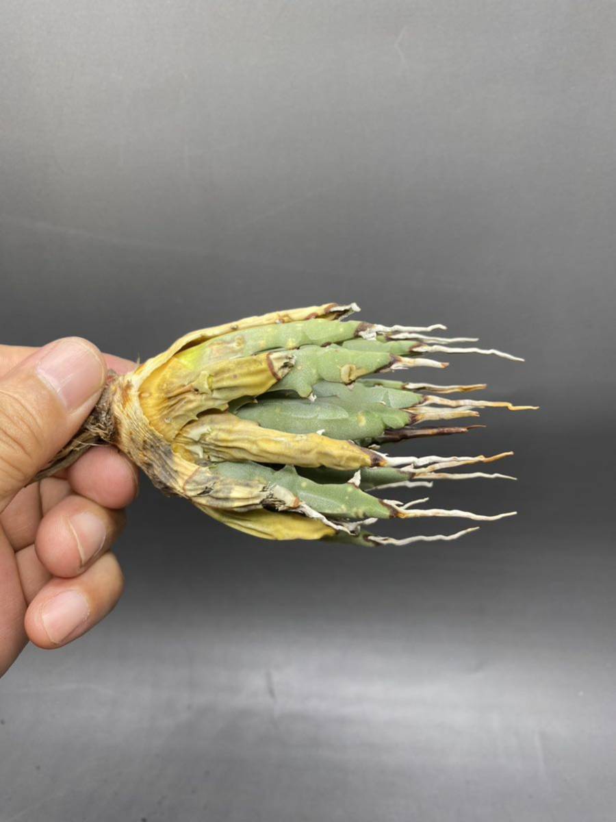 S919-60 陽炎蕾形厚肉粗曲棘 アガベ ユタエンシス /Agave utahensis
