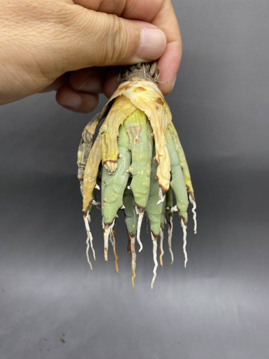 S919-60 陽炎蕾形厚肉粗曲棘 アガベ ユタエンシス /Agave utahensis