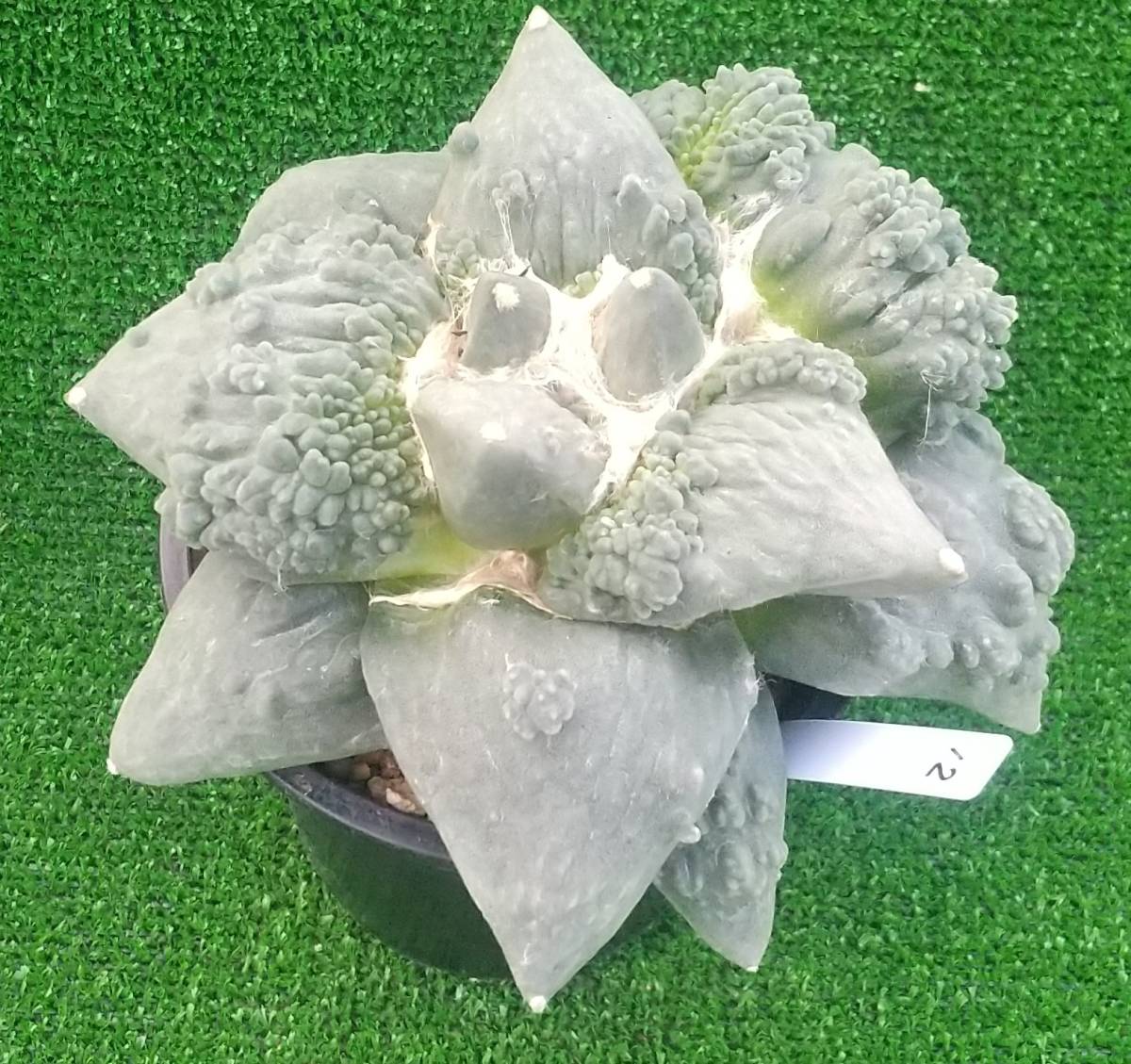 １２.カリフラワー４・サボテン・多肉植物