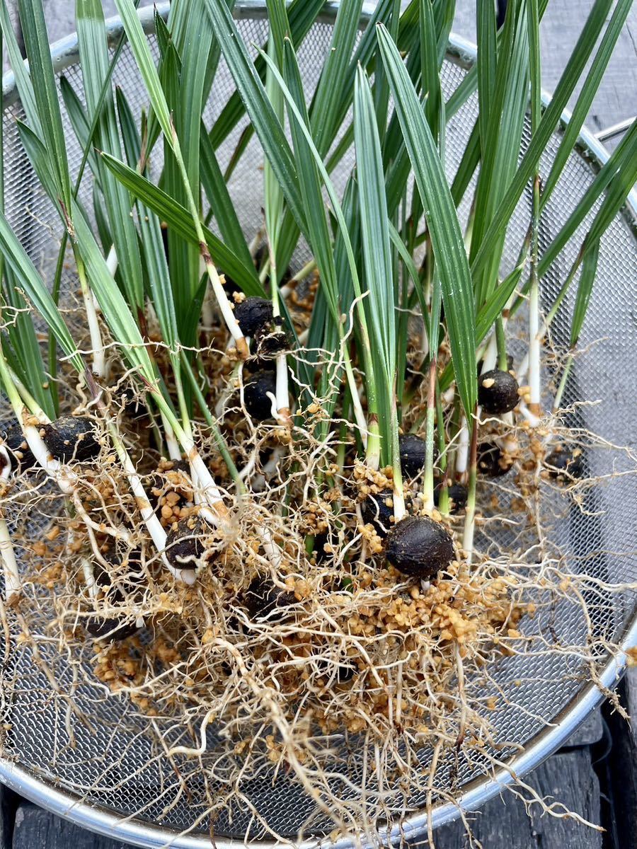 ココスヤシの苗10本セット シルバーリーフ (ヤシ)｜売買された