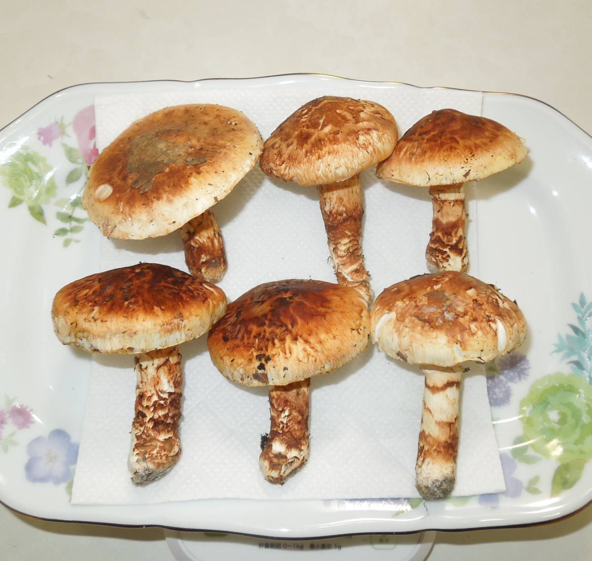 本日採れたて！☆香り最高 天然バカマツタケ(バカ松茸)☆北海道産 約 