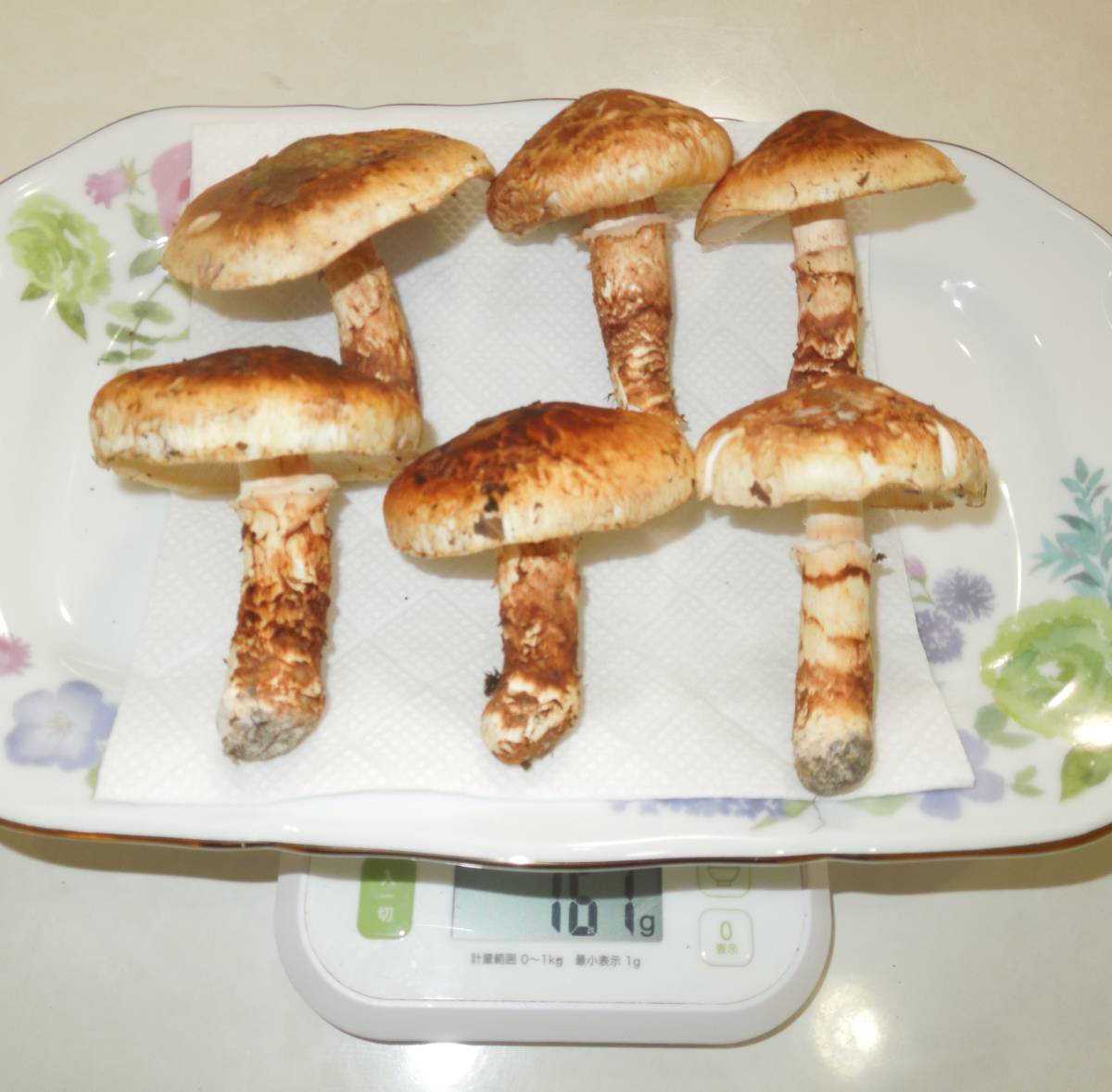 本日採れたて！☆香り最高 天然バカマツタケ(バカ松茸)☆北海道産 約 