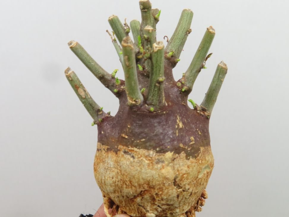 ミ0675 「塊根植物」アデニア スピノーサ 抜き苗【9/22最新到着・Adenia spinosa・多肉植物・丸株・美株】