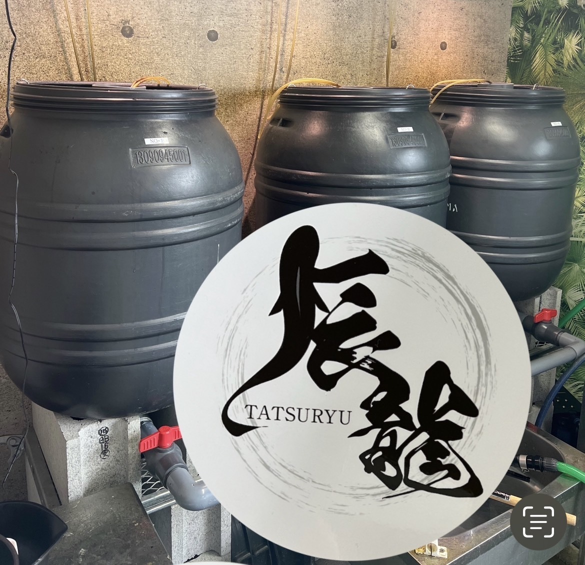 タマミジンコ30g 高温対策発送します。【辰龍めだか】