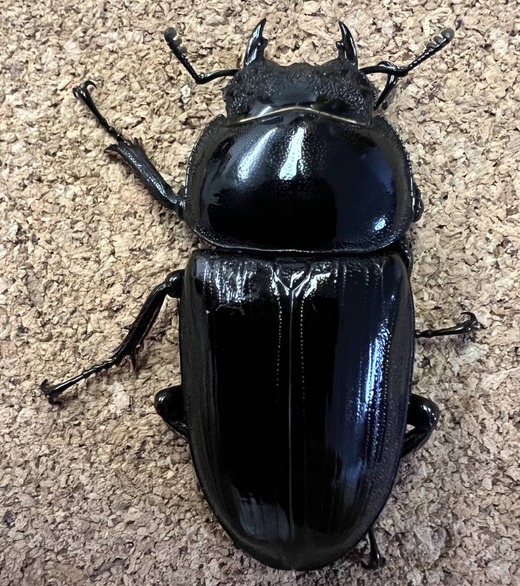 インドアンタエウスオオクワガタ】ペア♂89.3mm♀50.0mm NO1 アスタコ