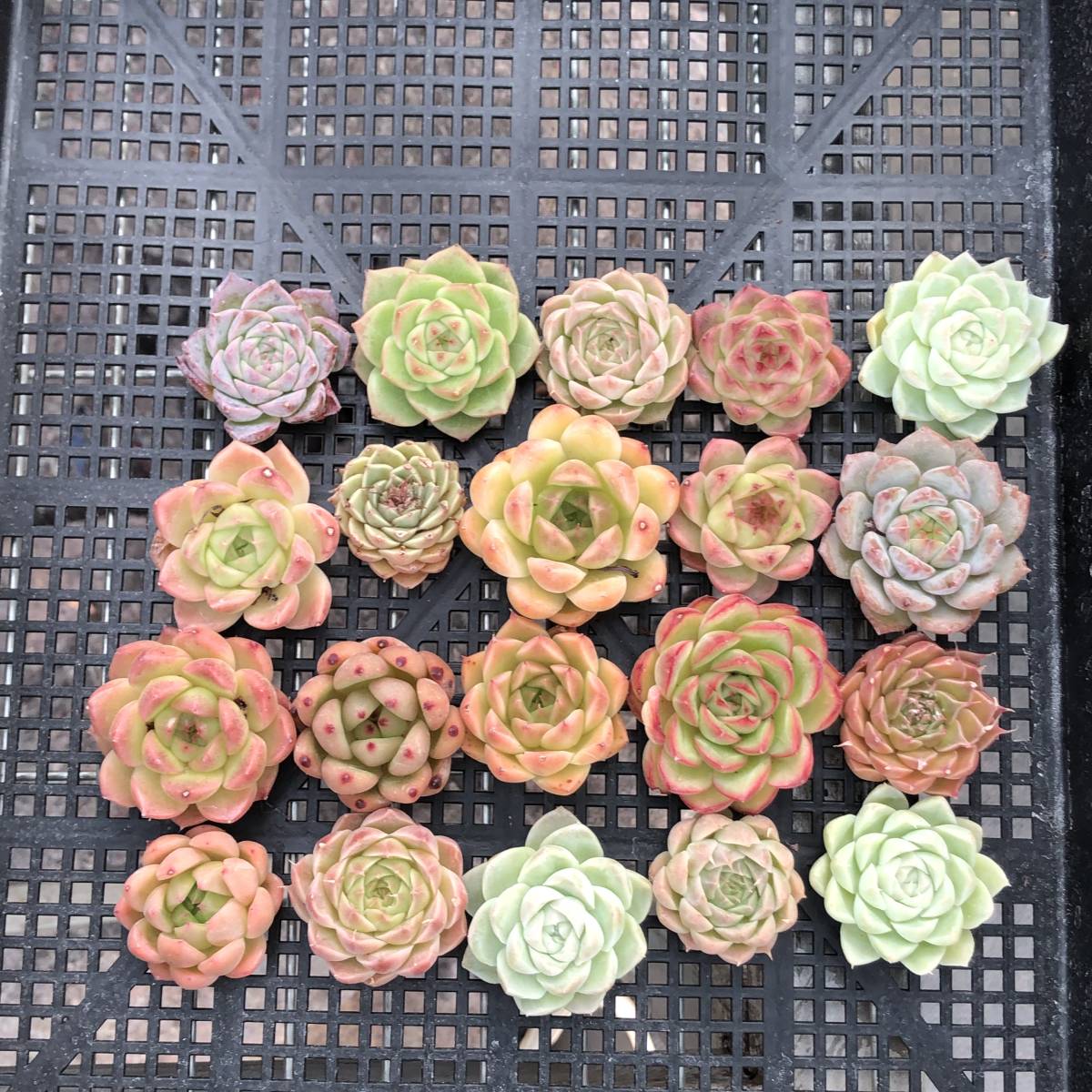 * Top エケベリア20個 0920-OW-32 多肉植物 カット