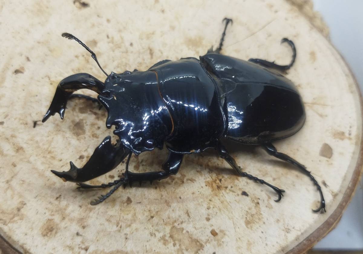 タランドゥス 新成虫ペア ♂79.5ミリ ♀52.3ミリ タランドゥス 虫類 新