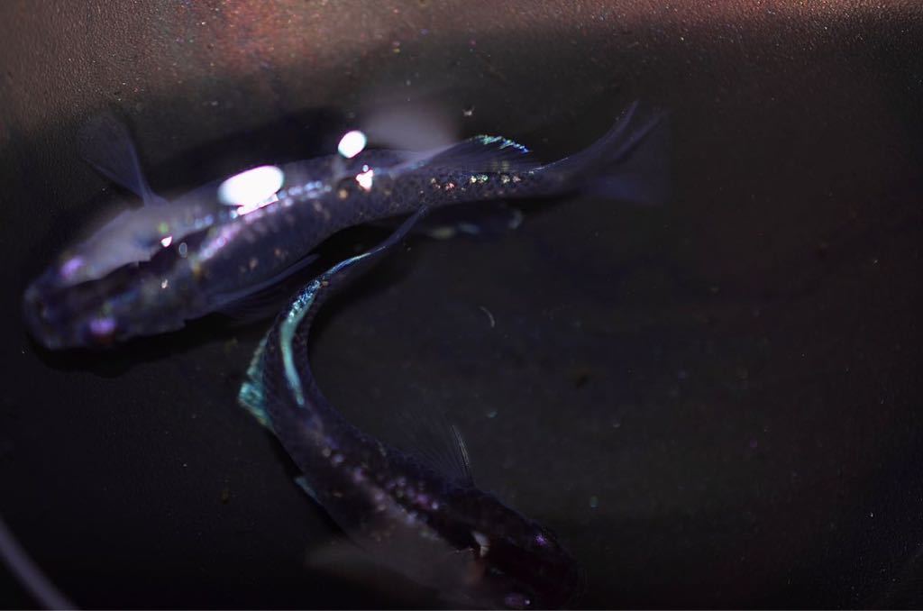 【めだか小町】初出品　極上　ムラサキ　有精卵10+a 最高クラス種親　メダカ　卵