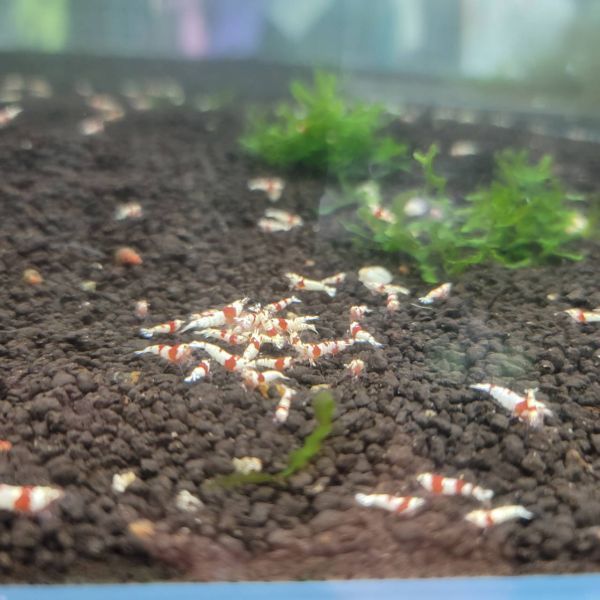 Ψ１００匹１円！ΨAquaGateΨレッドビーシュリンプ ハイグレード種