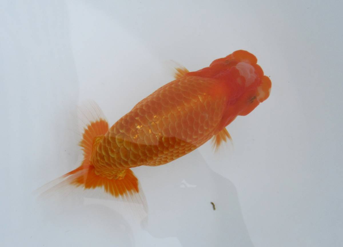 【天明らんちゅう】■■■厳選本命魚■■　■特選魚■　当歳　１５．0センチ　太い　止めの綺麗な　尾形のいい　大会用　■み3