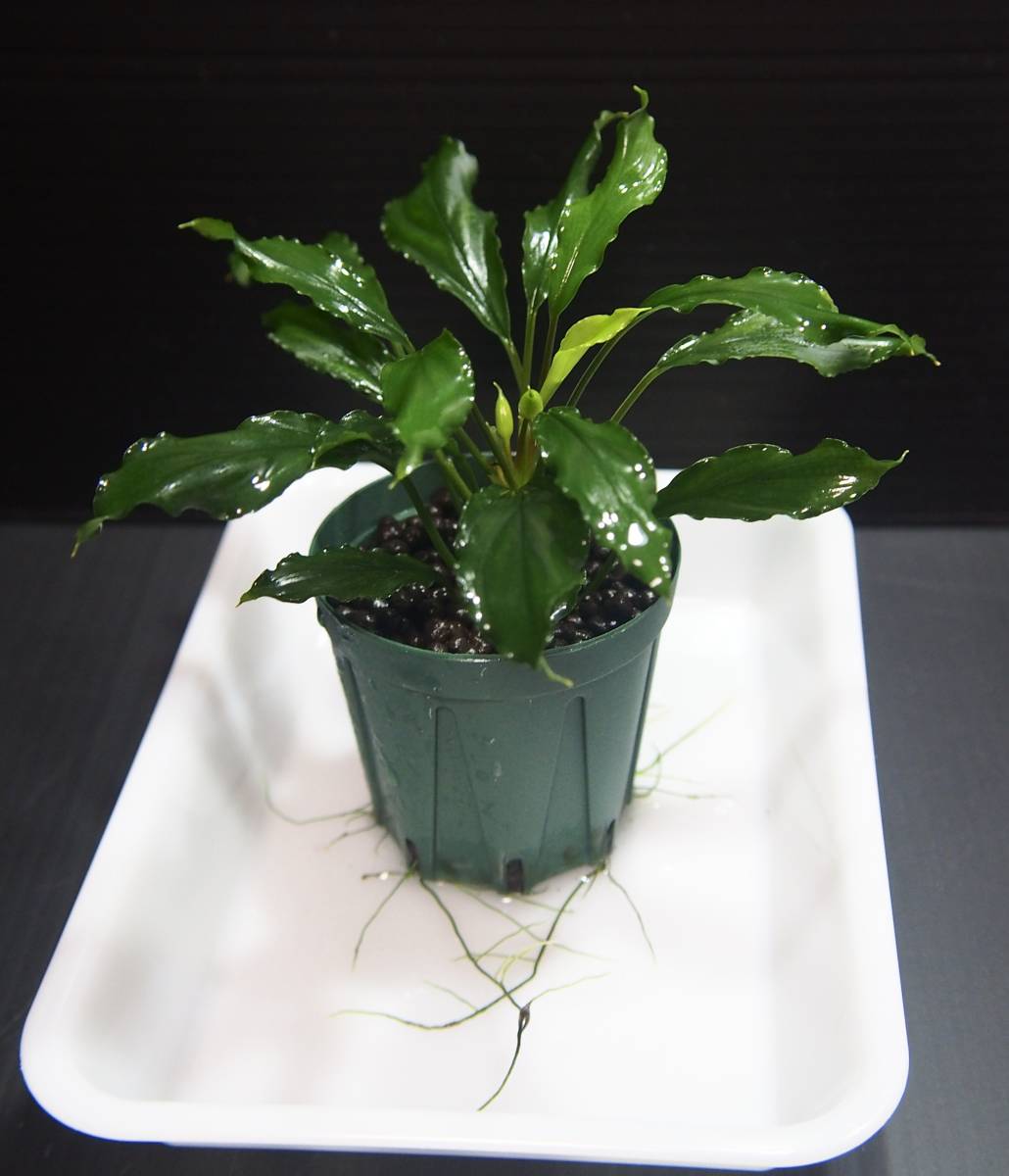 Homalomena sp. Siberut LA便 ホマロメナ (観葉植物)｜売買された
