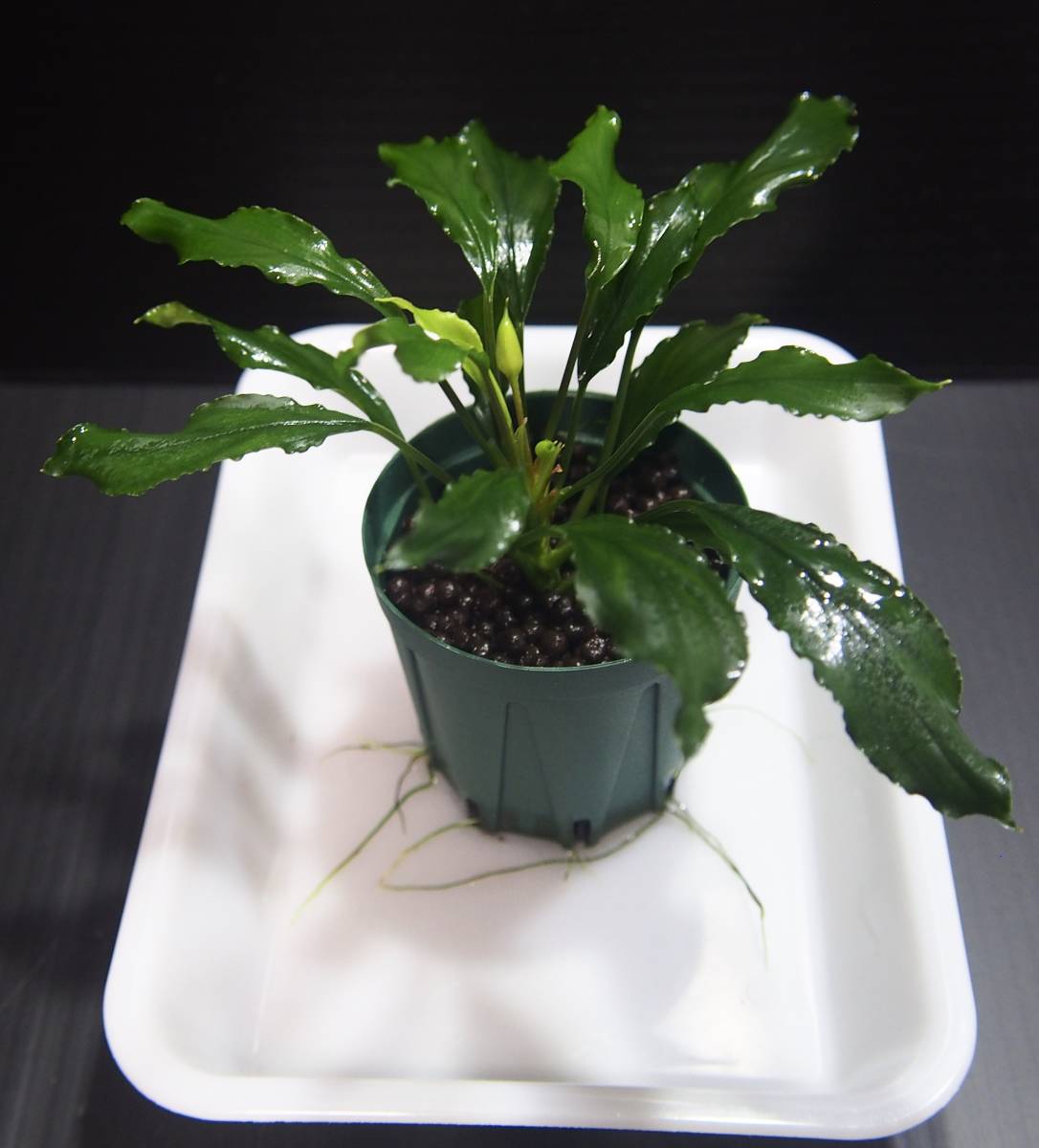 Homalomena sp. Siberut LA便 ホマロメナ (観葉植物)｜売買された