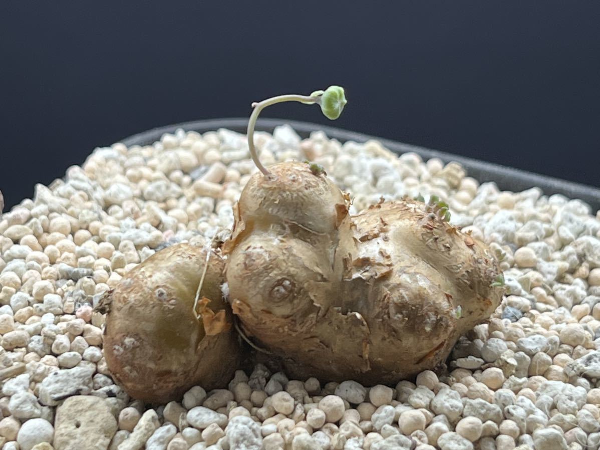 多肉植物サボテン塊根植物 貴重　オトンナ カカリオイデス 【実生】珍しい4センチ以上、植物特性独一無二　⑩
