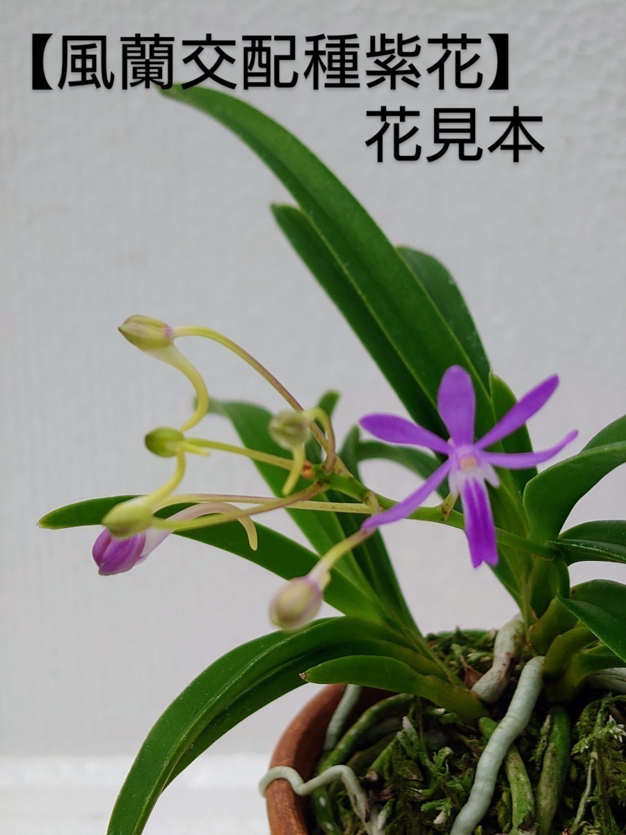 フウラン 　富貴蘭【風蘭交配種 紫花開花中！】セッコク　長生蘭