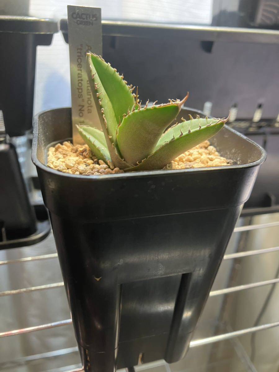 初回販売分タグ付き Agave titanota triceratops 白犀牛 CACTUS GREEN