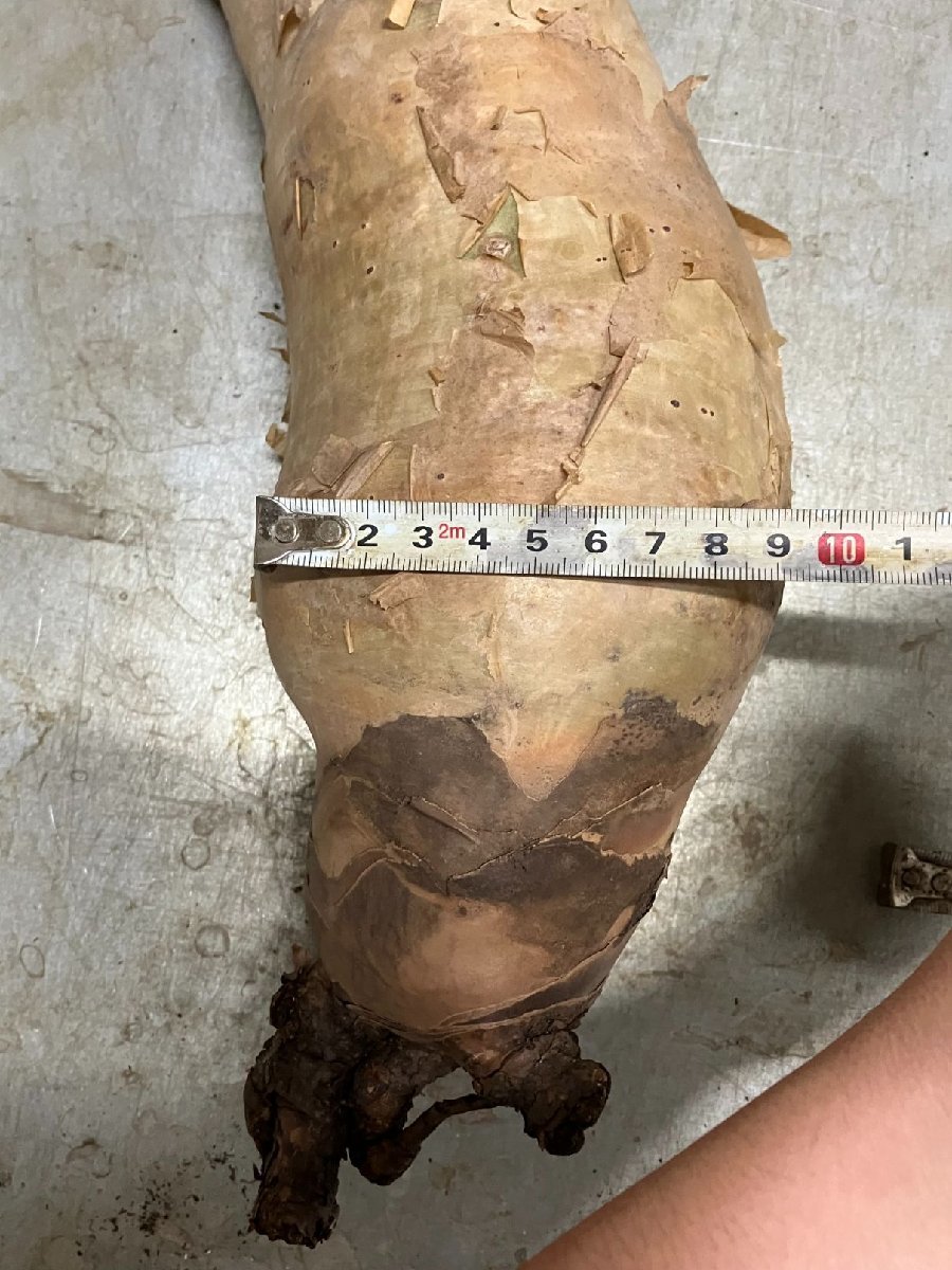 現地球 キフォステンマ・マクロプス現地球(特大株) 塊根植物