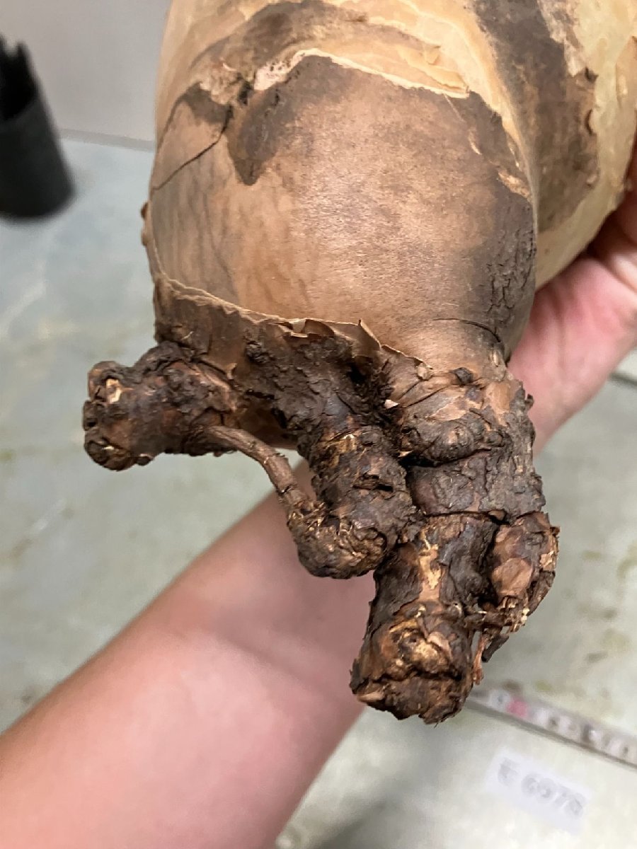 キフォステンマウターマクロプス 塊根植物 約25cm 大株 発根済み 楽天