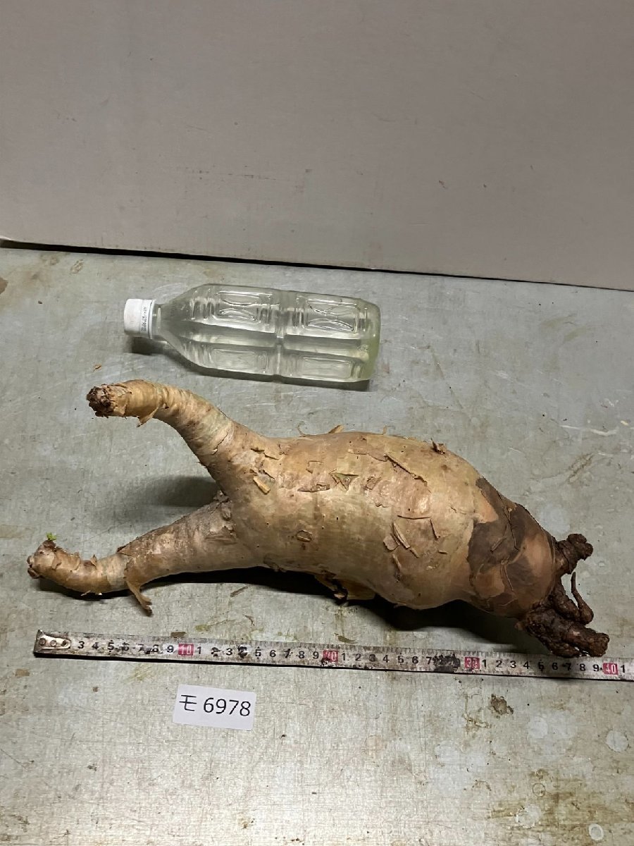 キフォステンマウターマクロプス 塊根植物 約25cm 大株 発根済み 楽天