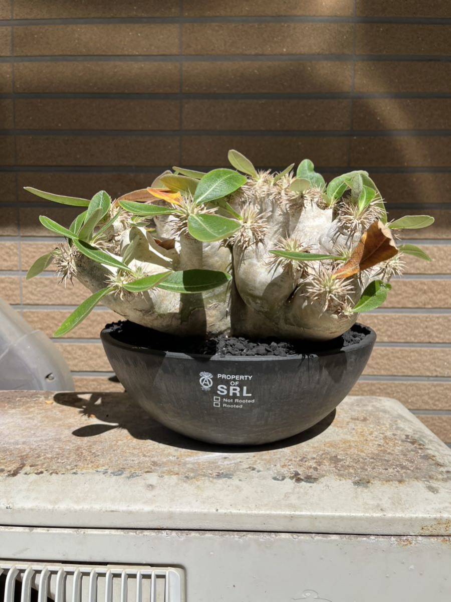 パキポディウム レウコキサンツム(白花恵比寿笑) 超大株発根済SRL鉢付