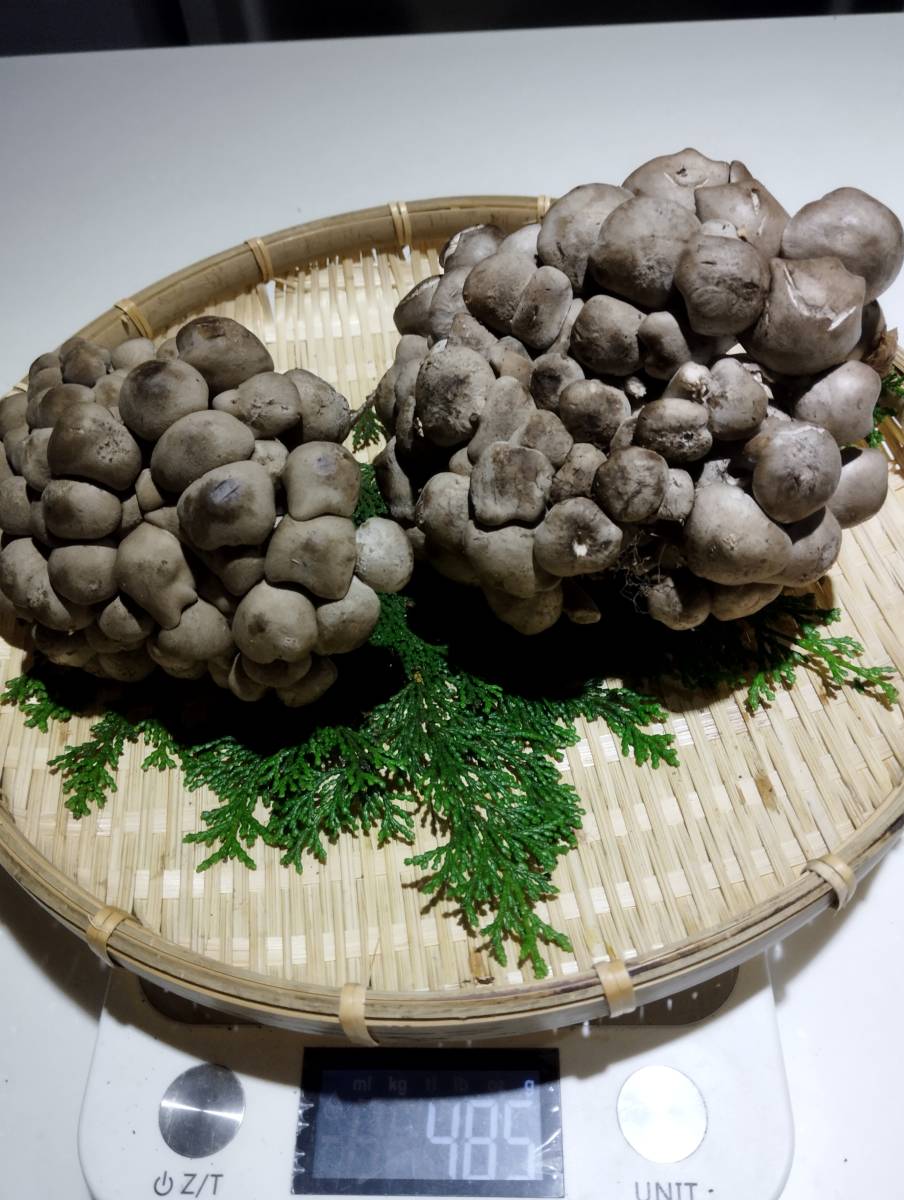 岩手県岩手郡岩手町産天然松茸およそ300g 天然松茸 岩手県岩手