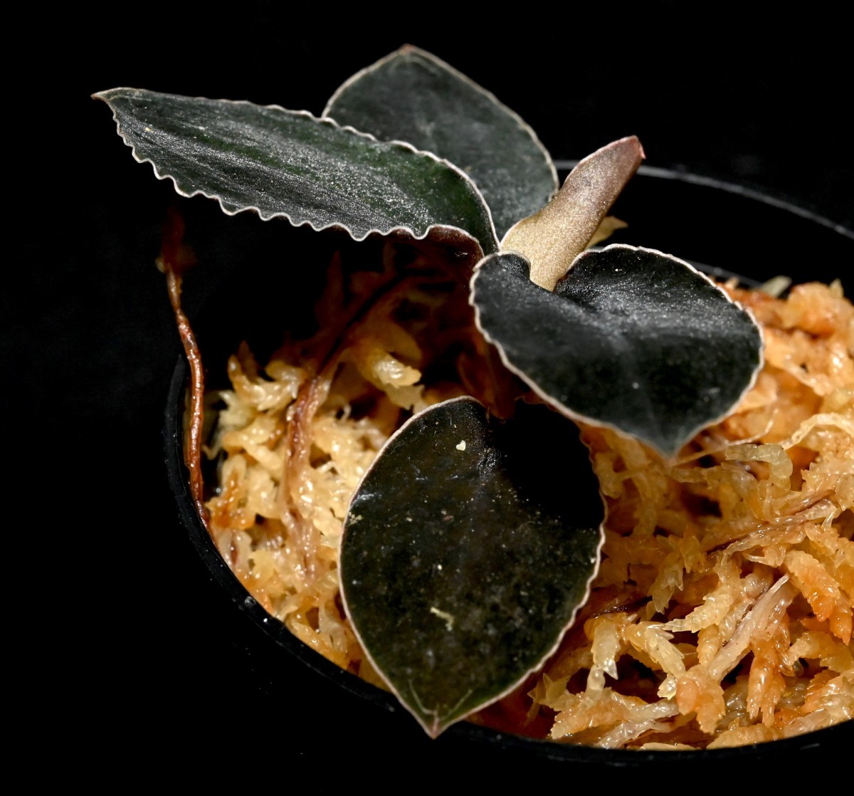 Kuhlhasseltia javanica ( Odontochilus ) Kuhlhasseltia javanica ( Odontochilus )
