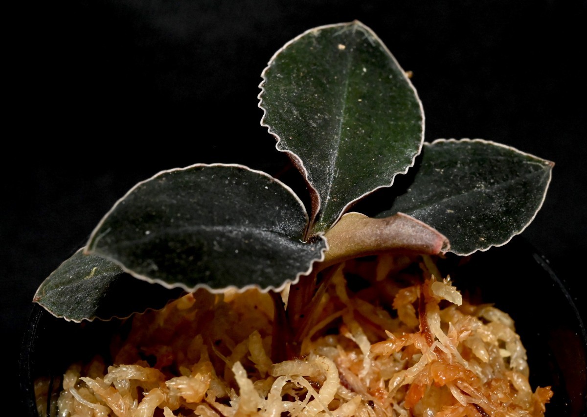 Kuhlhasseltia javanica （ Odontochilus ）